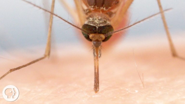 Wie Viel Blut Saugt Eine Mücke